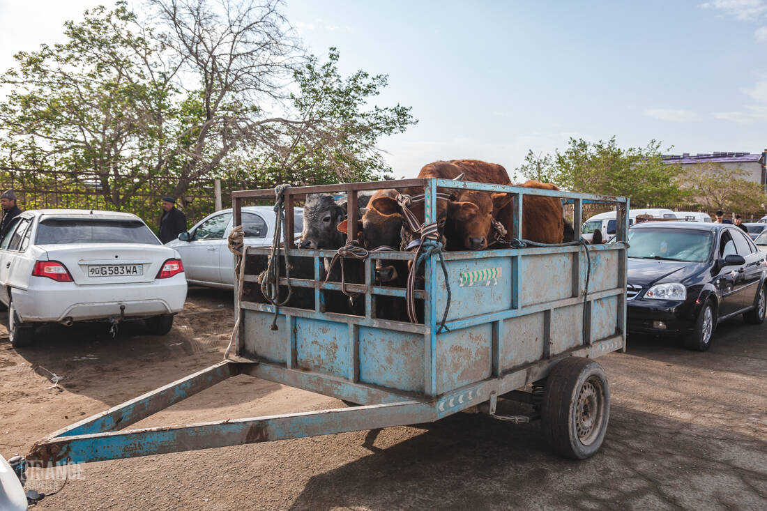 Livestock truck at the market in Urgench