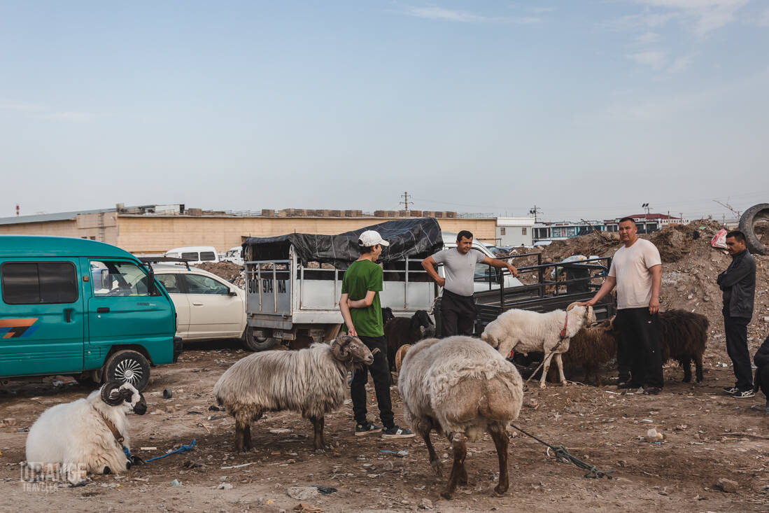 Fat-tailed rams at the livestock market in Uzbekistan