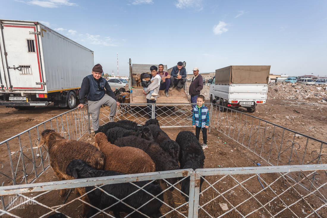 Sheep in a pen at the livestock market in Urgench, Uzbekistan