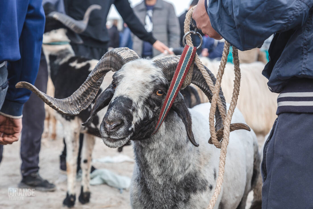 Ram at the livestock market in Urgench, Uzbekistan