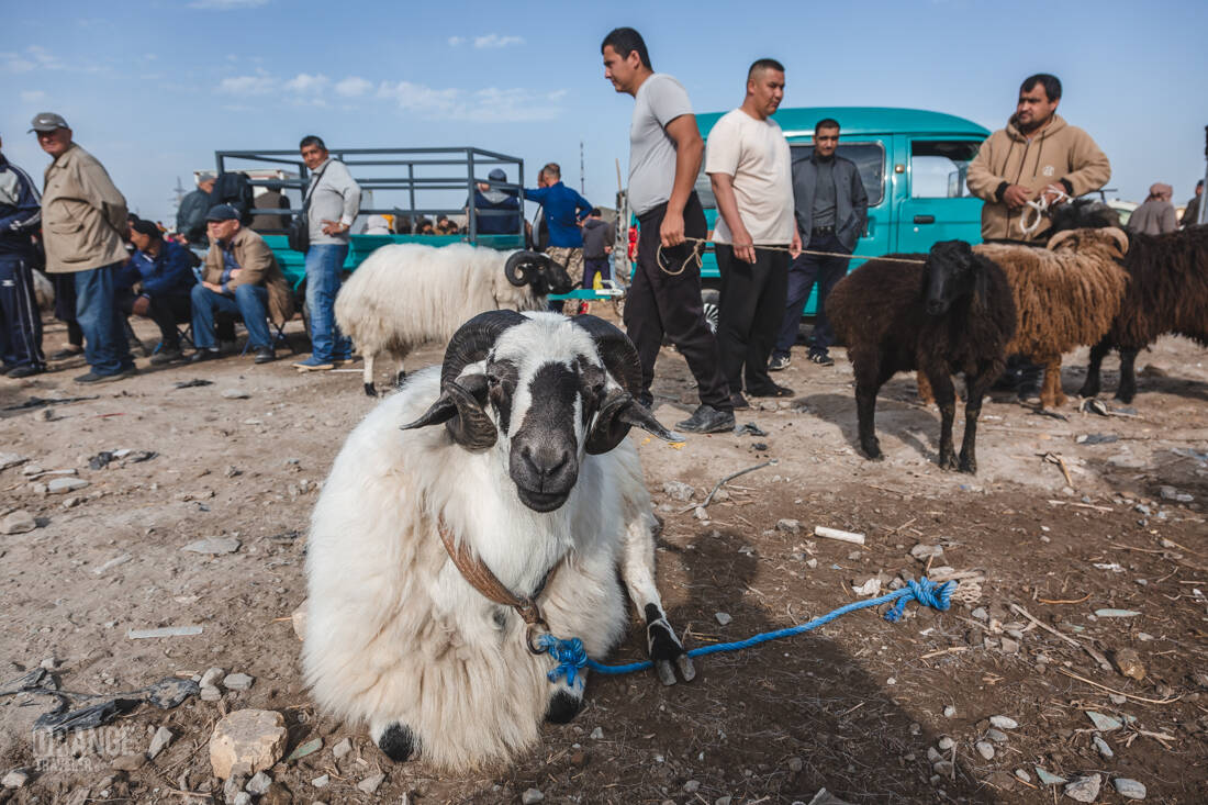 Ram at the market in Urgench, Uzbekistan