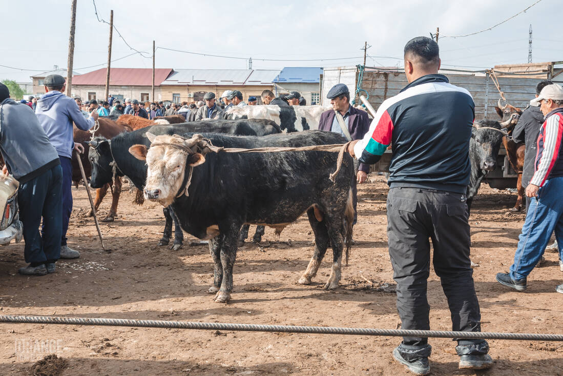 Cows at the market in Urgench, Uzbekistan