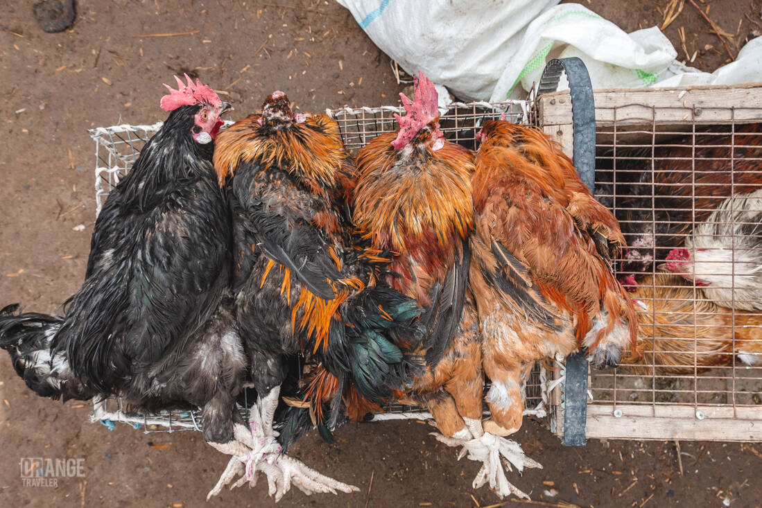Roosters at the market in Urgench, Uzbekistan