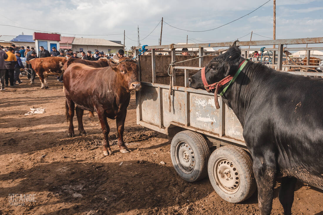 Cows at a livestock market in Uzbekistan