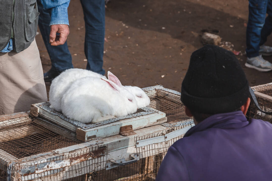 Rabbits at the market in Urgench, Uzbekistan