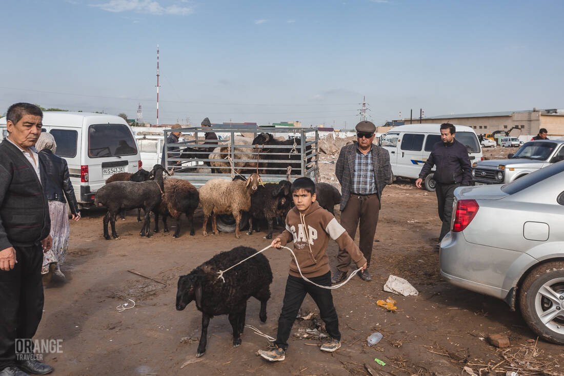 Boy leading a sheep at the market in Urgench, Uzbekistan