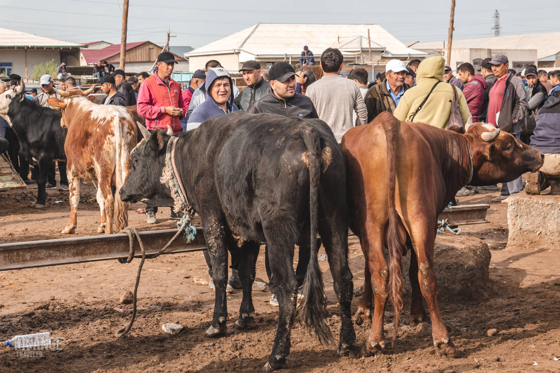 Cow sellers in Urgench, Uzbekistan