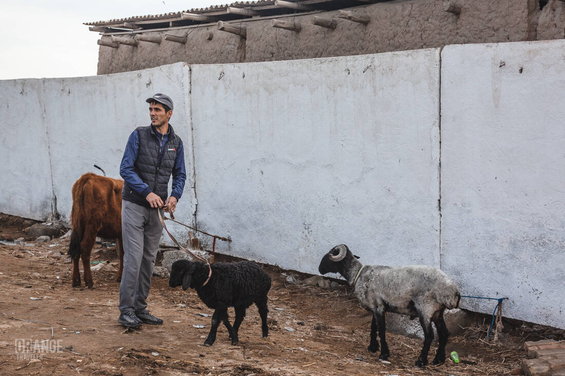 Sheep seller at the market in Urgench, Uzbekistan