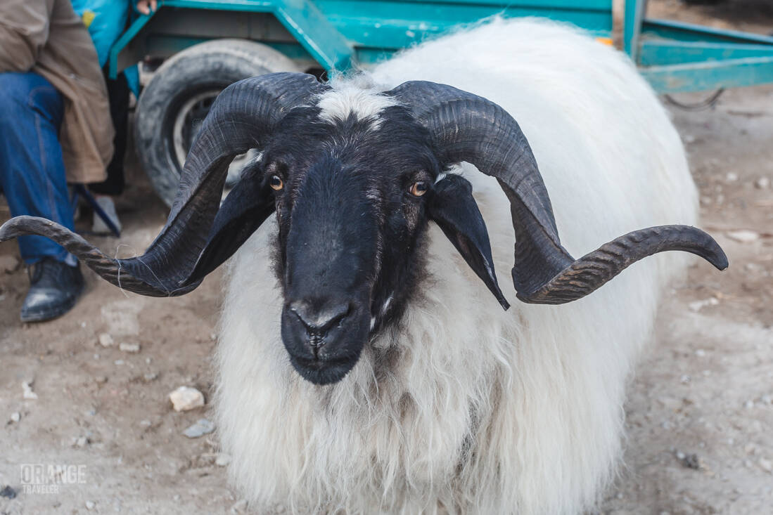 Ram at the market in Urgench, Uzbekistan