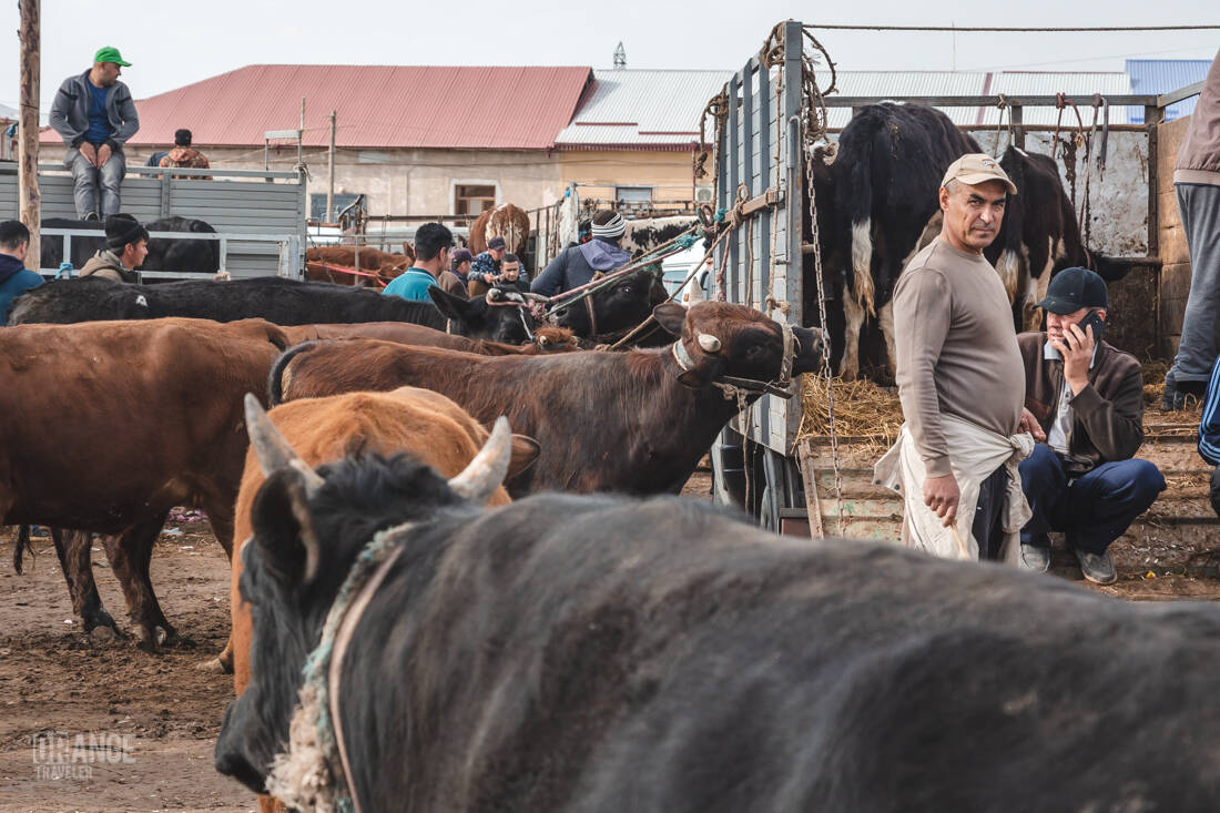 Livestock market in Urgench, Uzbekistan