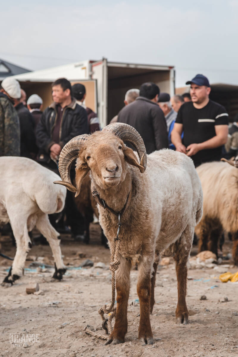 Lamb at the livestock market in Urgench, Uzbekistan