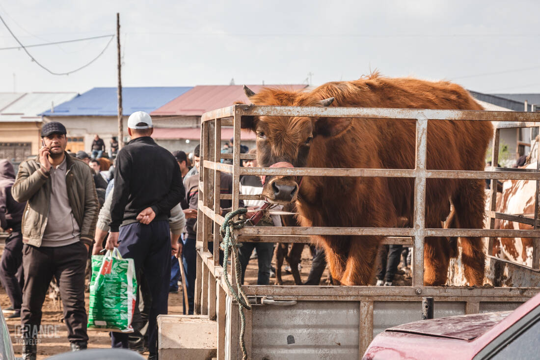 Cow in a livestock truck at the market in Urgench, Uzbekistan