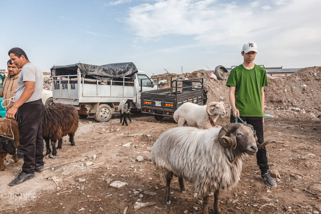 Ram sellers at the market in Urgench, Uzbekistan