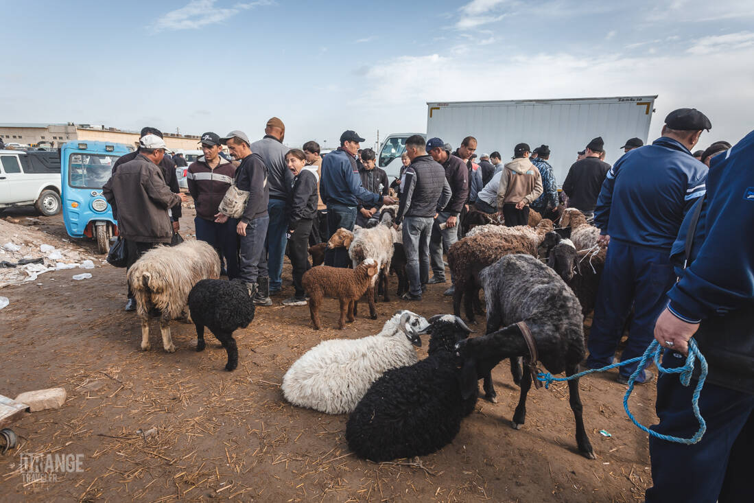 Livestock market in Urgench, Uzbekistan