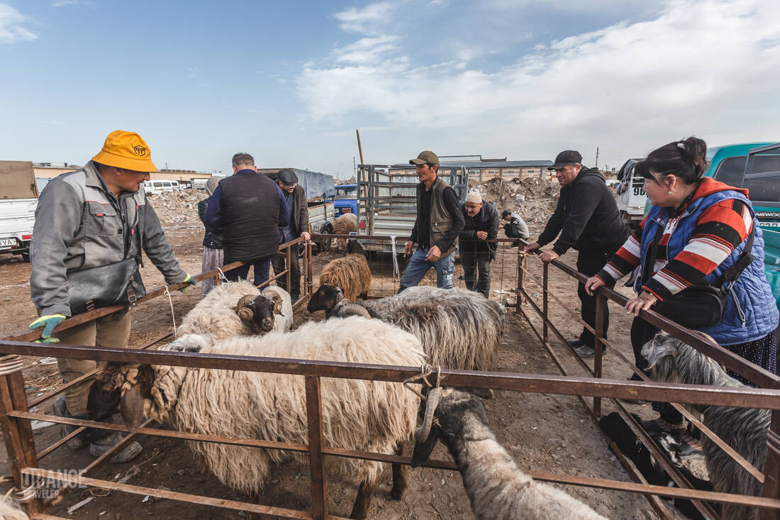 Rams at the livestock market in Urgench, Uzbekistan