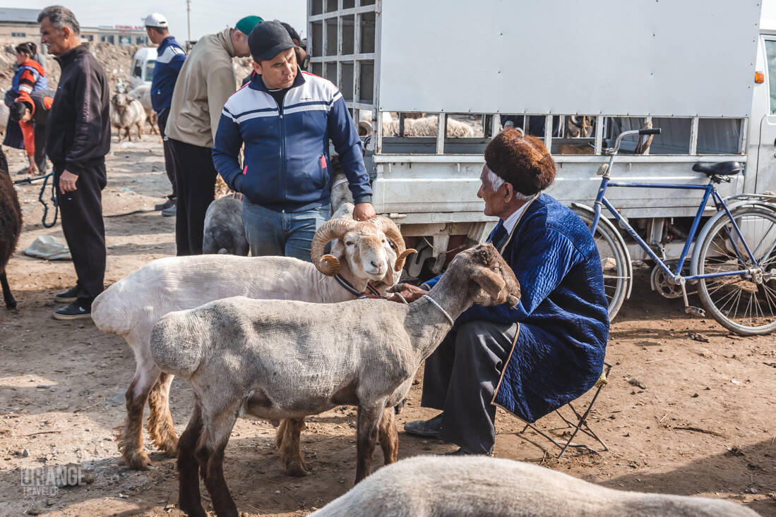Ram seller at the market in Urgench, Uzbekistan