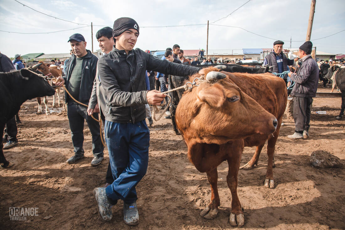 Boy selling a cow at the livestock market in Urgench, Uzbekistan