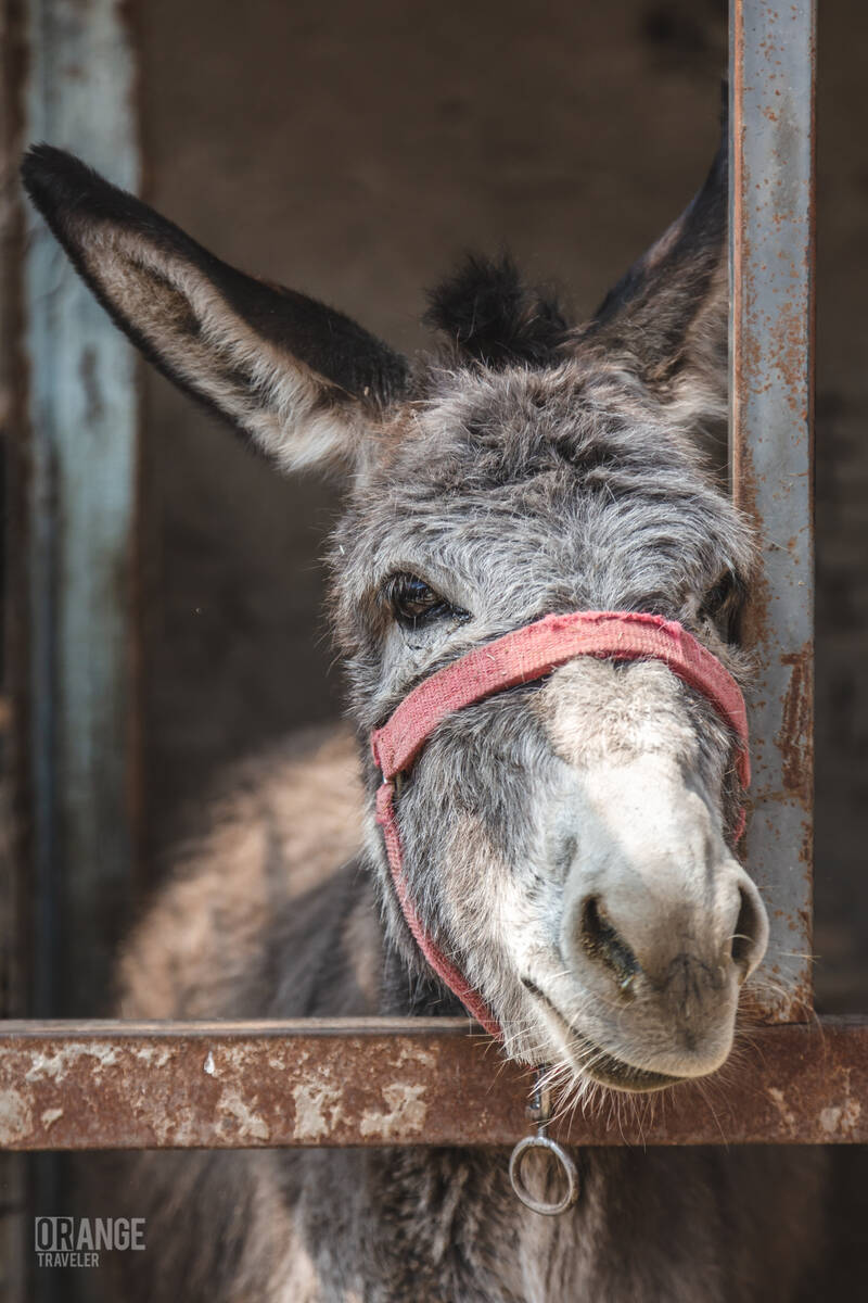 Gulchatay the she-donkey