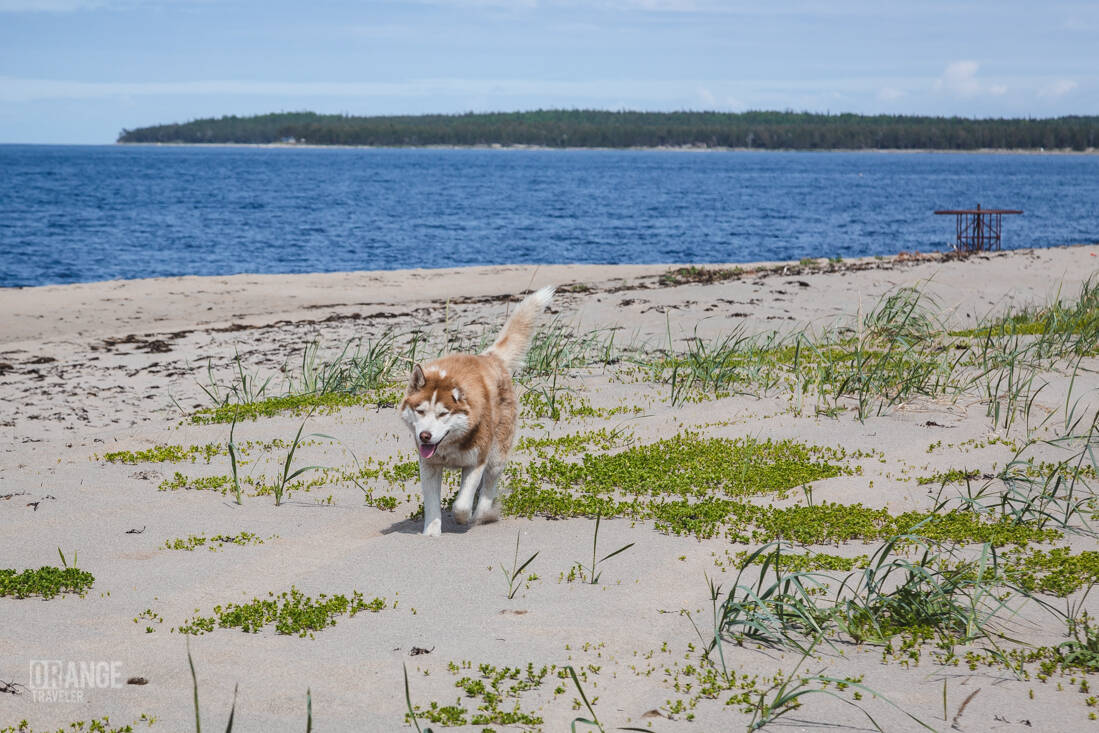 Собака бежит по берегу Белого моря
