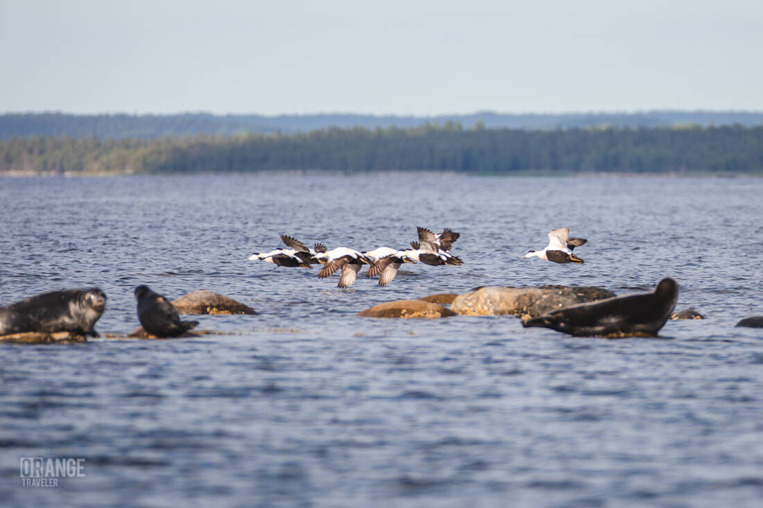 Птицы над водой на Белом море