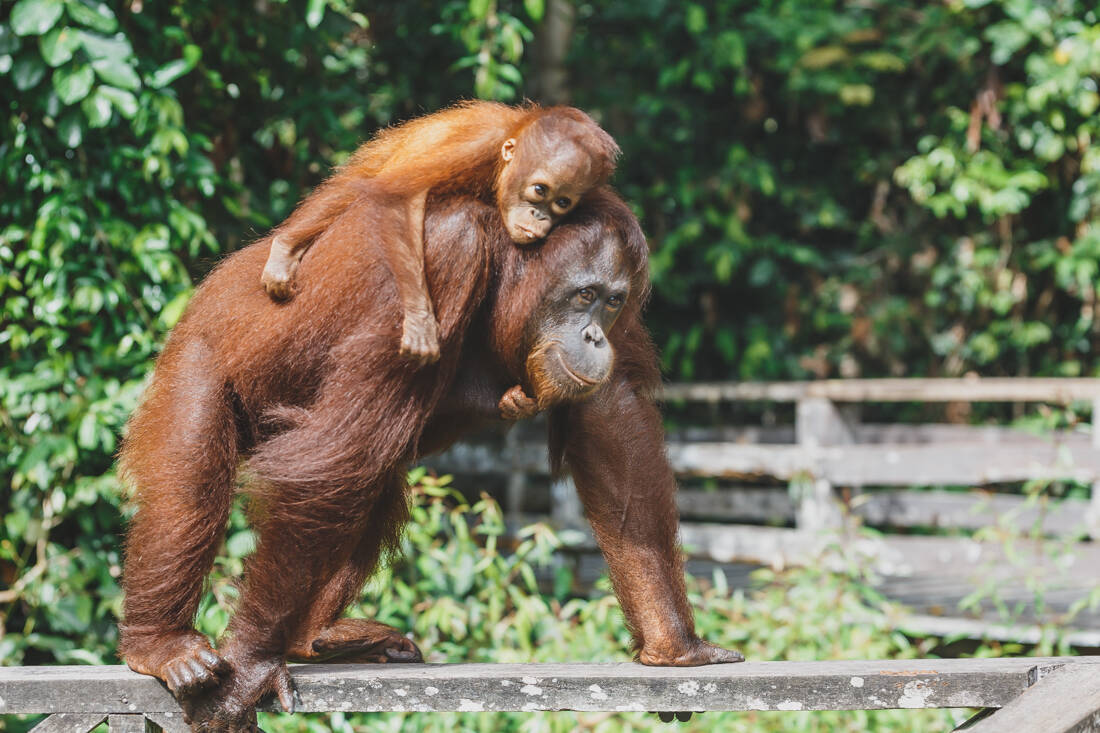 Sepilok Orangutan Rehabilitation Centre