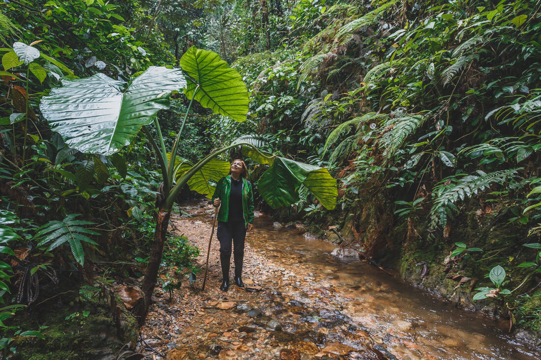 Mashpi cloud forest